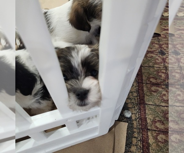 Medium Photo #3 Shorkie Tzu-Zuchon Mix Puppy For Sale in COWARD, SC, USA