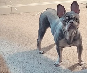 French Bulldog Puppy for sale in SAN MATEO, CA, USA