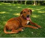 Small Labrador Retriever Mix