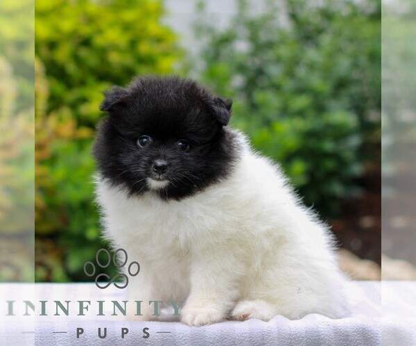 Medium Photo #3 Pomeranian Puppy For Sale in MANHEIM, PA, USA