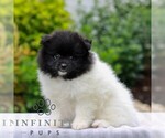 Oakley - Female Pomeranian Puppy for Sale - Photo #3