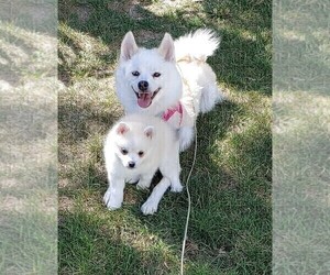 Mother of the Pomsky puppies born on 12/21/2021