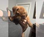 Small Photo #4 Rhodesian Ridgeback Puppy For Sale in HOLLYWOOD, SC, USA
