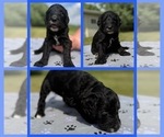 Small Photo #1 Goldendoodle Puppy For Sale in HOWARD CITY, MI, USA
