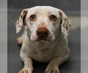 Mutt Dogs for adoption in San Antonio, TX, USA