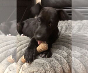 Labrador Retriever-Unknown Mix Dogs for adoption in Holly Springs, NC, USA