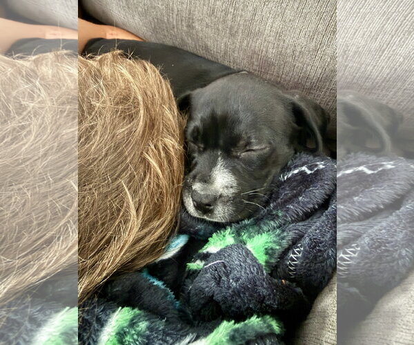 Medium Photo #2 Cheagle Puppy For Sale in Holly Springs, NC, USA