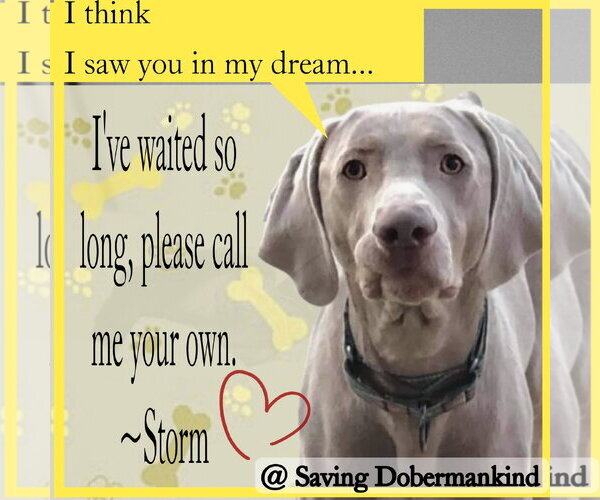 Medium Photo #4 Weimaraner Puppy For Sale in Fountain , CO, USA