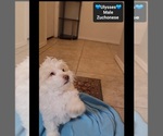 Small #1 Havanese-Zuchon Mix
