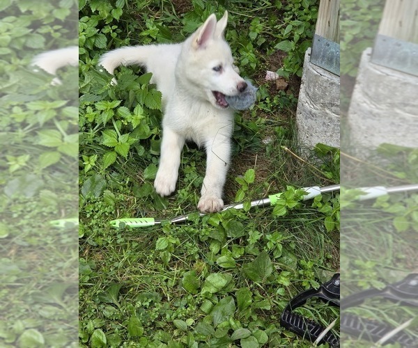Medium Photo #1 Siberian Husky Puppy For Sale in PINE CITY, MN, USA