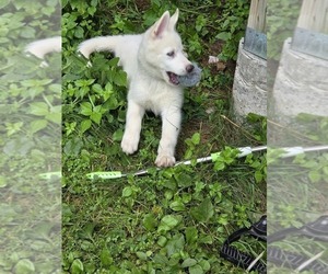 Siberian Husky Puppy for sale in PINE CITY, MN, USA