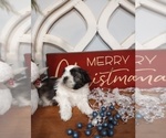 Small Photo #3 Shih Tzu Puppy For Sale in ALLENSVILLE, KY, USA