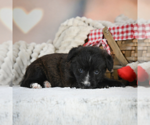 Pembroke Welsh Corgi-Poodle (Miniature) Mix Puppy for sale in CANTON, OH, USA