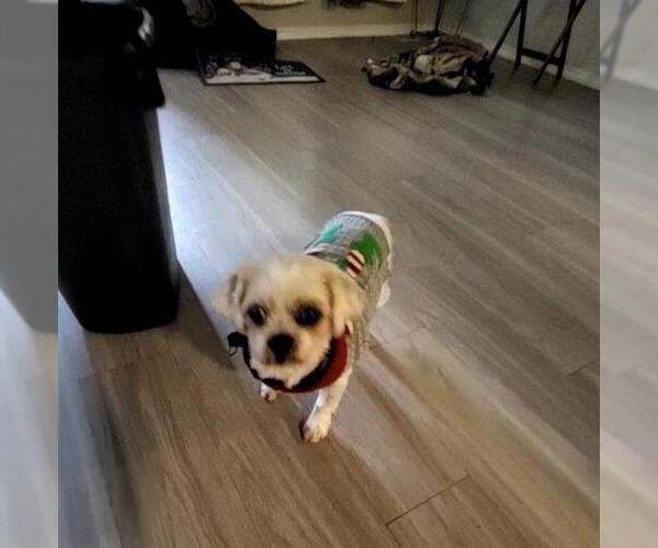 Medium Photo #1 Shih Tzu-Unknown Mix Puppy For Sale in San Antonio, TX, USA