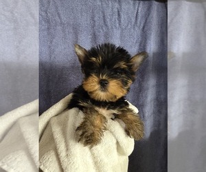 Yorkshire Terrier Puppy for sale in AZLE, TX, USA