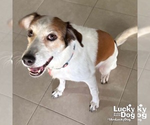 Mutt Dogs for adoption in Washington, DC, USA