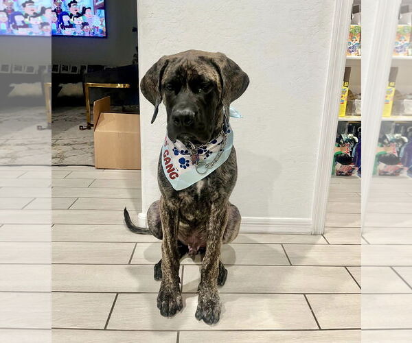 Medium Photo #2 Mutt Puppy For Sale in Goodyear, AZ, USA