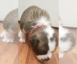 Small Photo #2 Saint Bernard Puppy For Sale in TULSA, OK, USA