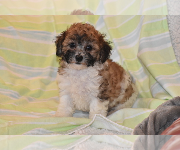 Medium Photo #1 Bichpoo Puppy For Sale in ELDORADO, OH, USA