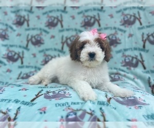 Cavapoo Puppy for sale in LAKELAND, FL, USA