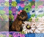 Small Photo #1 ShihPoo Puppy For Sale in LINCOLN UNIVERSITY, PA, USA