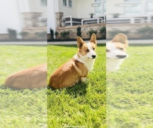 Father of the Pembroke Welsh Corgi puppies born on 12/24/2024
