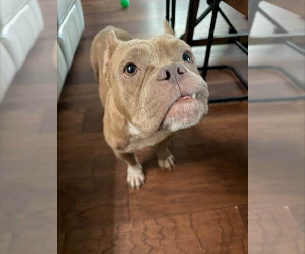 Medium Photo #2 Bulldog-Unknown Mix Puppy For Sale in Lakewood, CO, USA