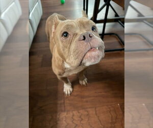 Creme Brulee - Female Bulldog-Unknown Mix Dog for Adoption - Photo #2