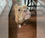 Small Photo #2 Bulldog-Unknown Mix Puppy For Sale in Lakewood, CO, USA