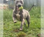Small #10 American Bulldog