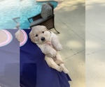 Small Photo #5 Golden Retriever Puppy For Sale in LAKE PARK, GA, USA