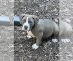Small Photo #6 American Bully Puppy For Sale in POLK CITY, FL, USA