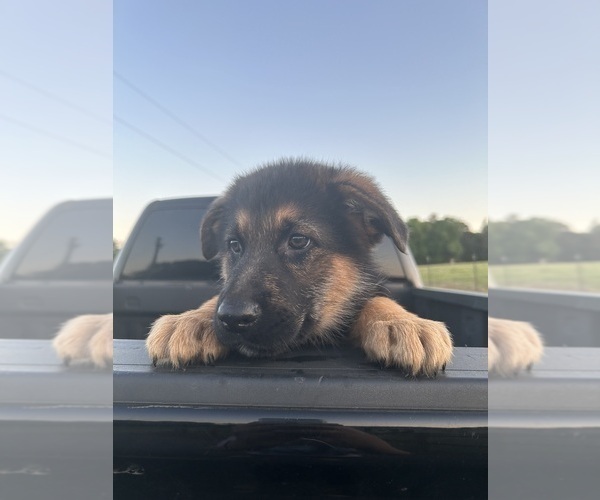 Medium Photo #2 German Shepherd Dog Puppy For Sale in GILMER, TX, USA