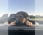 Small Photo #2 German Shepherd Dog Puppy For Sale in GILMER, TX, USA