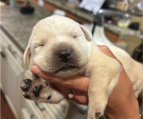 Medium Photo #5 Labrador Retriever Puppy For Sale in LOUISBURG, NC, USA