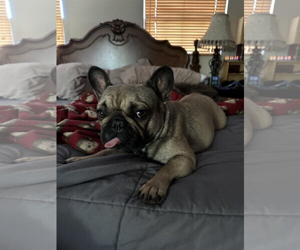 Medium Photo #2 French Bulldog Puppy For Sale in Fair Oaks, CA, USA