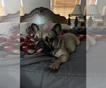 Small #1 French Bulldog