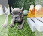 Small Photo #11 French Bulldog Puppy For Sale in LOS ANGELES, CA, USA