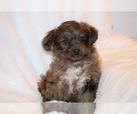 Small #5 Yorkiepoo mix (+ Poodle Toy)