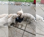 Small Photo #2 Goldendoodle Puppy For Sale in AUBURN, IN, USA