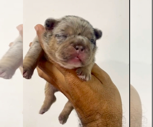 French Bulldog Puppy for sale in DALLAS, TX, USA