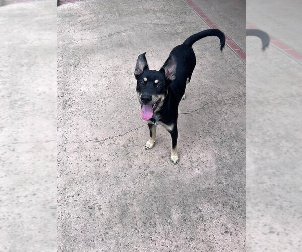 Medium Photo #3 Australian Kelpie-Unknown Mix Puppy For Sale in Lake Forest, CA, USA