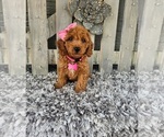 Small #1 Poodle (Miniature)