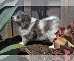 Puppy Jagger Bichon-A-Ranian
