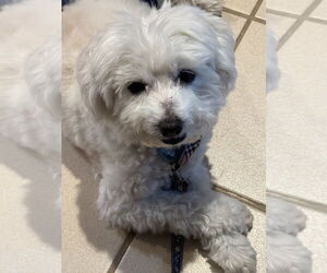 Maltese-Unknown Mix Dogs for adoption in Springdale, PA, USA