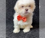Small #3 Mutt