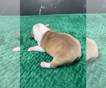 Small Photo #84 Boston Terrier Puppy For Sale in TULARE, CA, USA