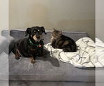 Small #3 Dachshund Mix