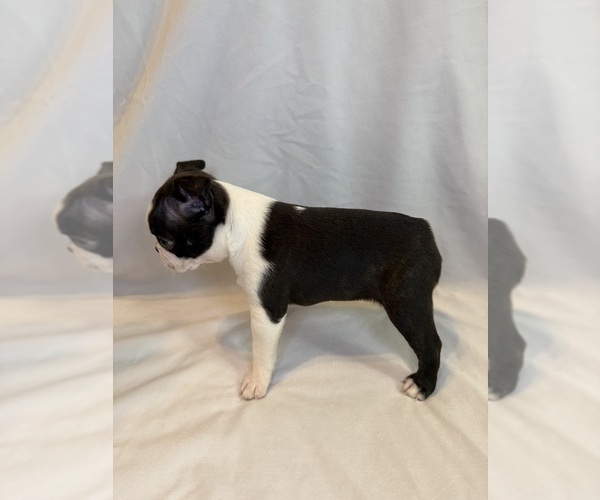 Medium Photo #3 Boston Terrier Puppy For Sale in MORENO VALLEY, CA, USA