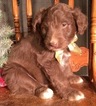 Small Photo #9 Aussiedoodle Puppy For Sale in ARBA, IN, USA
